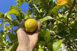 【木なり完熟】檸檬　レモン　農薬・化学肥料不使用