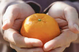 【甘味と酸味のバランスが絶妙】ポンカン 8kg 愛媛県産 家庭用 ぽんかん