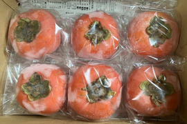 樹なり完熟の冷凍柿6個入｜自然栽培柿100%♪ まるごと天然シャーベット｜砂糖不使用・添加物ゼロ｜ジャムにも♪