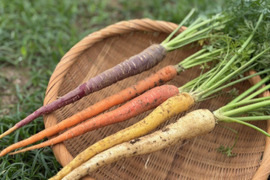 土付き　カラフル人参１㎏　農薬・化学肥料不使用栽培