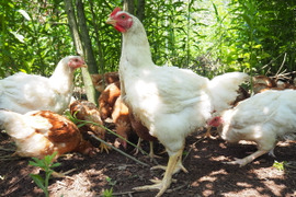 ワクチン不使用オーガニック鶏肉「薬食同源鶏・手羽先手羽元セット」（手羽先5本入×２、手羽元5本入×２）【計1,342g】ボーンブロスにもおすすめです