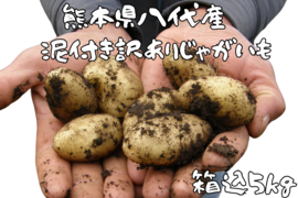 熊本県八代産　泥付き訳ありじゃがいも　箱込５Kg