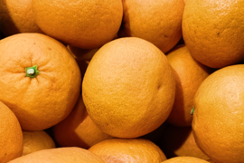 【家庭用】甘夏 7kg ほろ苦くて甘酸っぱい果肉！昔ながらの味！！