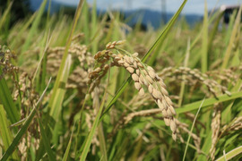 玄米食に最適「品種：はるみ」自然栽培米 10kg 令和7年産