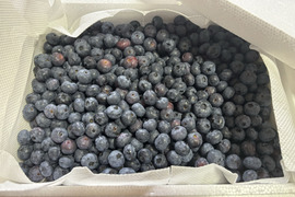 ブルーベリーの通販｜ベリー｜食べチョク｜産地直送(産直)お取り寄せ