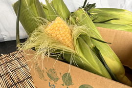 8本入り 先端カットでゴメンなさい【味来】