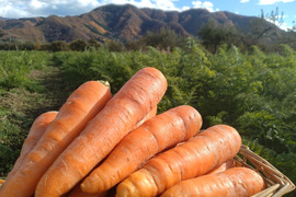 有機雪下にんじん（4㎏）～雪の下で甘くなったにんじんです～
