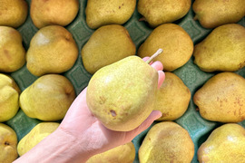 フードロスにご協力下さい‼️山形県産ラフランス【訳あり小玉5キロ】