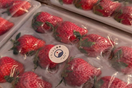 【朝採り完熟】チーバベリー 400g×1トレー