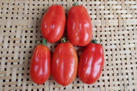 【自然栽培】イタリアントマト（サンマルツァーノ）