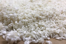 【出来立て】白米糀1kg・玄米糀1㎏
