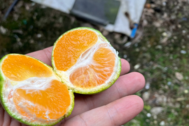 【予約早割・100箱限定】薄皮で濃厚！和歌山・下津のゆら早生みかん 5kg【スタンダード】