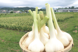 【予約限定】採れたて新鮮！まるでおイモ！生ジャンボにんにく２キロ【農薬不使用】