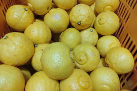 【訳あり】広島県産　はるか‼️　大玉サイズばかり　4.5kg(箱込み)