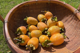 【値下致します！】農薬・肥料不使用、自然栽培の渋柿。自然な甘さの西条柿。干し柿に。完熟でそのまま食べても美味。大小不揃い。約１．５キロ（枝付き・干し柿専用紐付き）