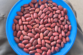 訳あり！北海金時豆 （900g） メール便  手選別  オーガニック（有機） 2025年産