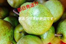 フードロスにご協力下さい‼️山形県産ラフランス【訳あり4キロ】