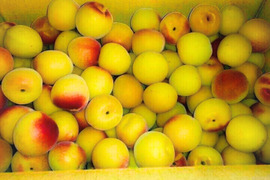 朝もぎたて！ 紀州南高梅 完熟梅 2kg 【特別栽培】 訳あり