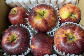 信州りんご🍎少量約1.5キロ(6～8個)
