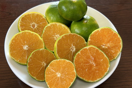 今が旬！極早生みかん（大小混合5㎏入り）