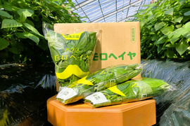 【投稿CP商品】冬こそしっかり栄養補給！冬穫れモロヘイヤ（100g×10袋）