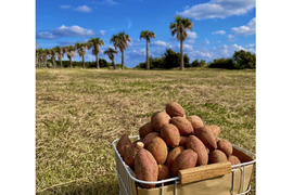 種子島産 安納芋 極プチサイズ 3kg｜甘くて濃厚🍠｜aimo農園直送
