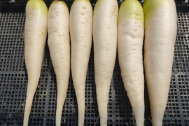 ✨ころんと可愛い「春待つ大根」約1.8kg　農薬・化成肥料不使用✨