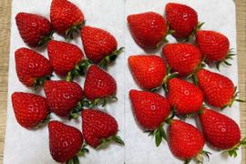 【いちごの里・吉見町産・土耕いちご／親子】あまりん×やよいひめ｜朝採れ食べ比べ 500g