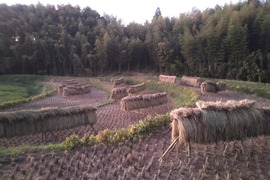 令和7年新米🌾旭1号🌾玄米10kg
自然栽培　熊本県菊池産