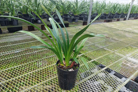 【花芽付きシンビジウム】ハチさんを誘引する蘭〝フォアゴットンフルーツ〟