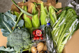 【5月上旬順次発送】とうもろこし5本＆採りたて野菜5品【本州の方限定】