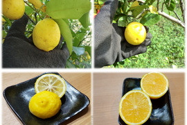 【皮ごと使える】2種の香酸柑橘セット　花ゆずと種なしカボス