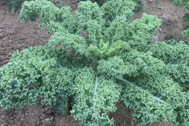 【カリーノケール（サラダケール）】350g　農薬・化学肥料不使用