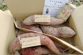 さつまいも食べ比べセット”シルクスィート・ゆきこまち”1.5kg