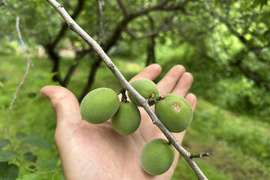 5月受付予定　古城梅　青梅　傷あり　２kg　2キロ　Lサイズ中心　梅酒向け