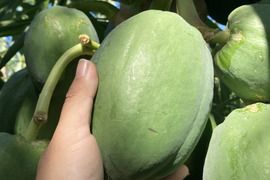 冬の青パパイヤ（1.5ｋｇ）