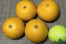 『紀の川八朔』　チョイ傷　Mサイズ（少しLサイズ混合）
箱込み10kg　もうすぐ終売。7箱限定お得です！