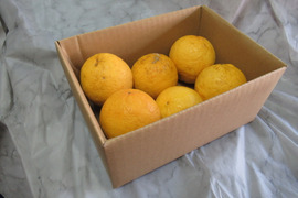 レモンの香りはそのまま、酸っぱくない不思議な柑橘　「レモネード」静岡県より産地直送　1㎏