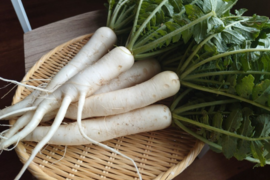 奥出雲産自然栽培春大根(1.5kg)