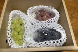 【大人気ご家庭用】数量限定おまかせ3色詰め合わせぶどうセット　シャインマスカット•種無しピオーネ •ゴルビーかマイハート