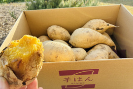 白いさつまいも！希少新品種きみまろこ2㎏