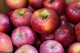 【サステナりんご】お試し「サンふじ」見切り品3キロ☆加工にイチオシ！簡易包装でお試し用にも〜※化学合成農薬約60％削減