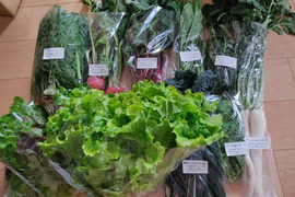 ✨世界に一つだけのプレミアム野菜便（農薬・化成肥料不使用）✨あなたの「欲しい」が詰まった一箱。わがままを叶えるオーダーメイド野菜便🥬