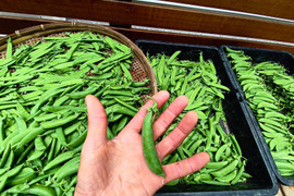 採りたて直送！！絹さや＆スナップエンドウ500g