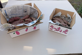 熟成さつまいも　紅はるか5k