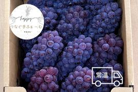 デラウェアの通販｜ぶどう｜食べチョク｜産地直送(産直)お