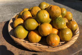 シークヮーサ (冬採り) 1kg