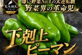 🫑野菜嫌いが吹っ飛ぶ🫑『下剋上ピーマン』400年土壌の栄養を最大限享受したブランドピーマン💡寛永鶴見ブランド1kgお試しキャンペーン【朝どれ】💪2026年度予約☘️