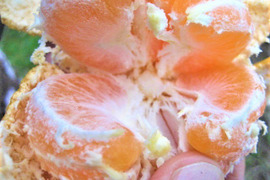 朝採り青島みかん２kg【 農薬 肥料 除草剤 全て不使用 】