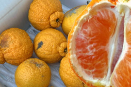 【３箱まとめ買い】過去最高糖度は１８度！プリッと果肉で食べ応え十分！樹上完熟させた濃厚な甘みの不知火！当園自慢の「甘熟デコ（あまじゅくでこ）」　訳あり品　サイズ混合　約３ｋｇ３箱セット【427-3】